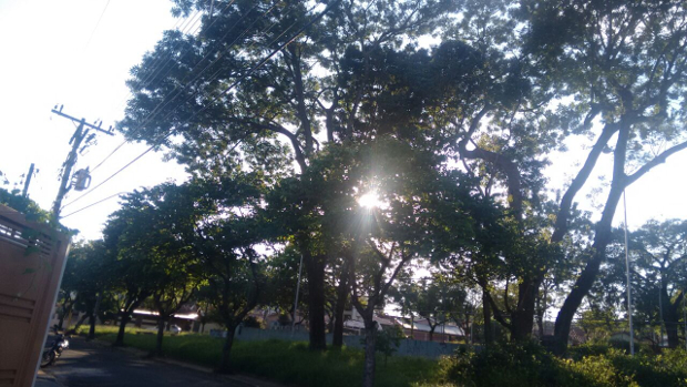 Tenente Santana busca solução para árvores no Jardim Dom Pedro I