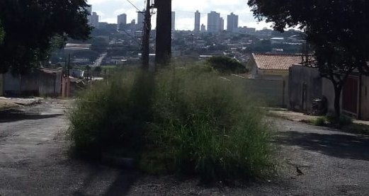Mato alto atrapalha visibilidade de motoristas no Parque das Laranjeiras